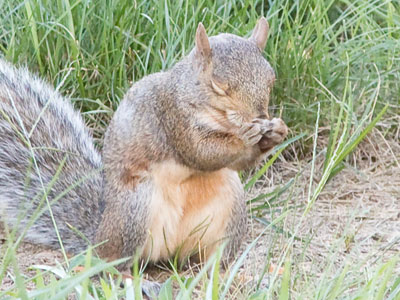 `God bless Mommy and Daddy, Nibbles and Chipper, and Skippy and Rocky -- and send me some acorns.`