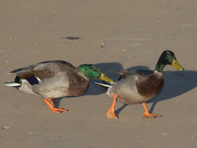 Duck on duck violence.