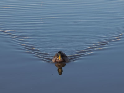I chose my seat at the table based on the dessert.