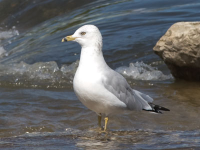 Migrating monarchs passed by every few minutes (see October 1, 2017).  Do they use the river to navigate?