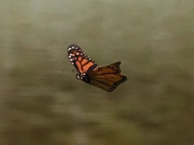 She realized at the last moment that what looked like a river is actually a sidewalk covered in shallow water.