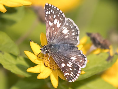 Oh, the days dwindle down to a precious few.  MAXWELL ANDERSON