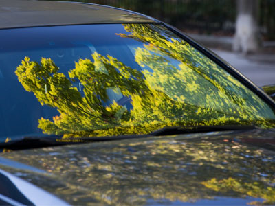 Don`t you hate it when you walk outside and find your car covered with leaves?