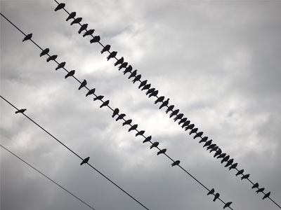 I take more pictures of birds than any other creature.