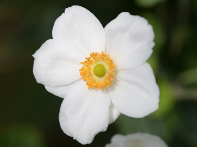 Taking a simple photo of a flower resulted in suspicion, probably because my camera is the size of a bazooka.