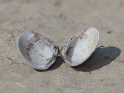 She sells sea shells by the Great Miami River.