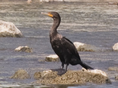 A double-crested cormorant visits Dayton on its way to Florida or Bermuda for the winter.  Can I come along?