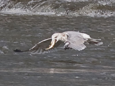 How do you feel about fish for lunch?