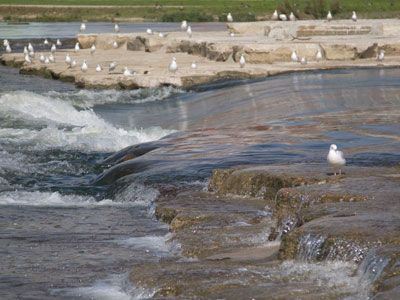 I would be that one anti-social gull.