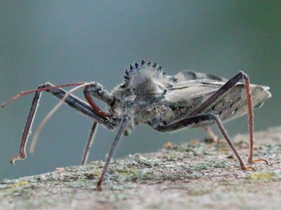 A wheel bug can`t kill you, but it can really mess you up.