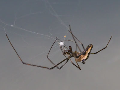 Another fearsome bug to fill your dreams.