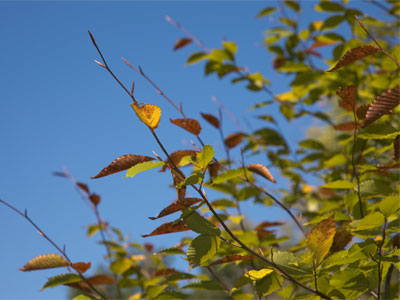 Not again!  We just had fall last year.