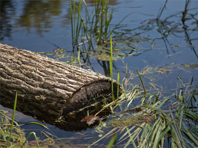 A bump on a log:  reminds me of some people I know.