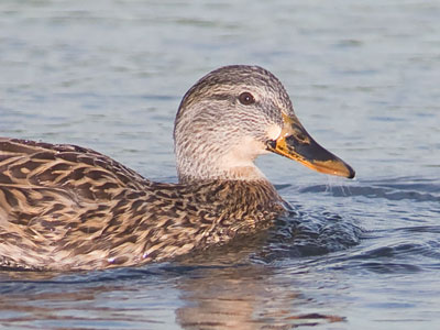 How do you politely tell someone to wash their bill?