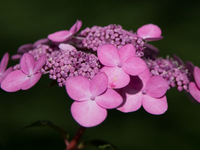 It`s a mystery to me why people are more interested in artificial things than they are in natural things like this.