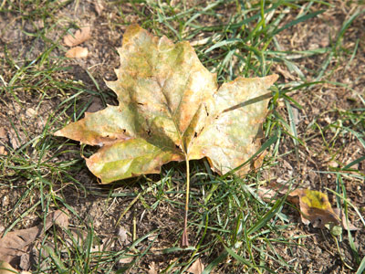 Autumn can be NOISY when about a million leaves rub against each other in the wind.