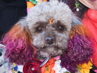 Coco the dog is trying something different with her hair.