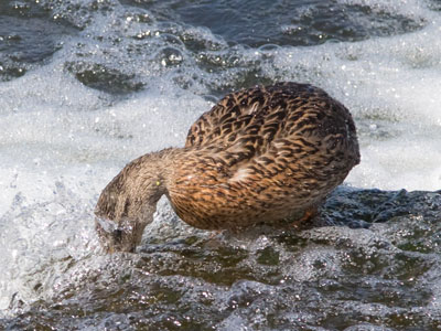 `I like to do this because it feels so good when I stop.`