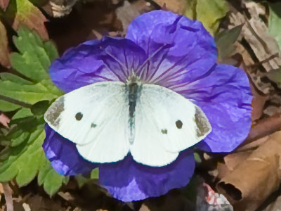 Last call for butterflies.