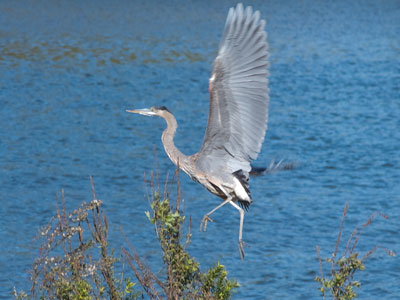 It`s hard to sneak up on a heron.