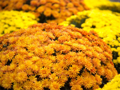 Okay, nice.  How long until the tulips come out?