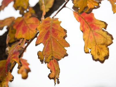 Buses go loudly past on the street, pedestrians shout into their phones, while nature quietly shows its colors.