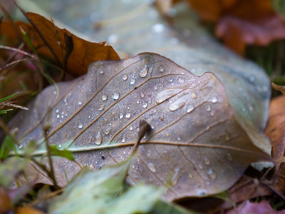 When nature gives you rain, take raindrop photos.