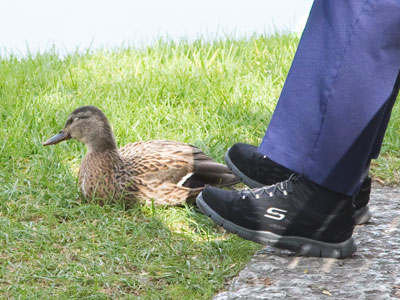 It`s hard to sneak up on a heron (see October 23 above), but ducks don`t care.