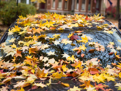 Time to rake the car.