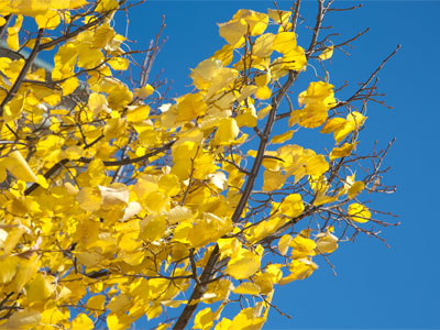 Trees don`t need artificial lights to shine.