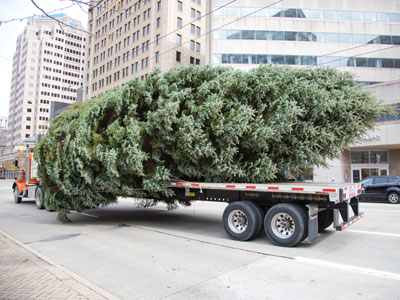 I`m not sure the tree is going to fit in my living room.