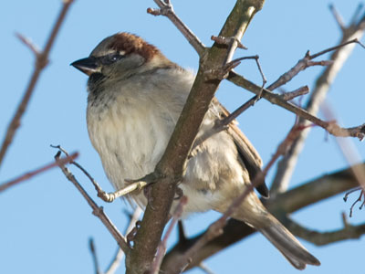 I didn`t want to go outside, but this bird has no choice.