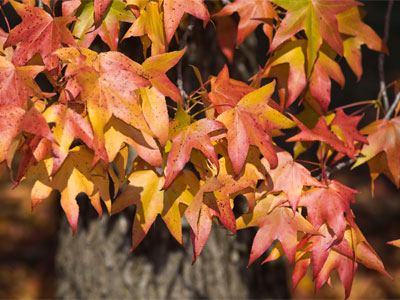 People sometimes ask me where they should go to take pictures of autumn leaves.  I tell them:  outside.