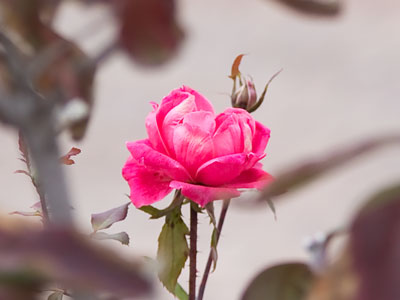 And then someone I don`t know walked by and asked if I was taking my five daily photos.  Ah, the price of fame.