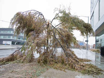 Sometimes cold weather is just too much to bear.