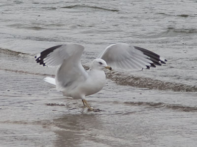Only very special birds are able to walk on water.