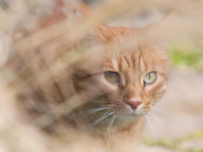 It kept following me around so I could see it ignoring me.