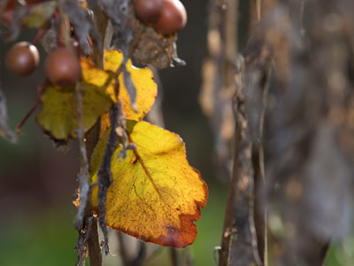 I am still in denial about the change of seasons.