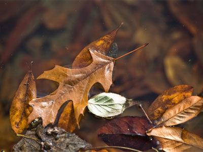 I managed not to fall into the pond.