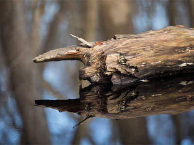 Nothing but stillness and solitude.  I would move into the forest, if it was heated.