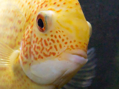 Adam Alonzo, Fish Portraitist.