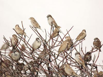 Who wants a partridge in a pear tree anyway?