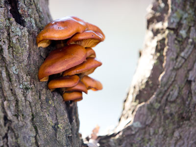 I hated mushrooms, then they started to grow on me.