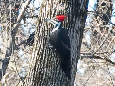 There`s something special about a redhead.