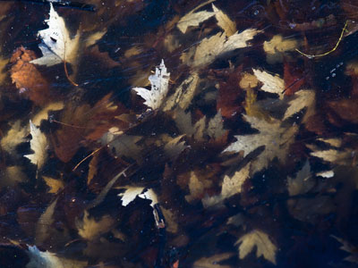 Autumn encased in winter.