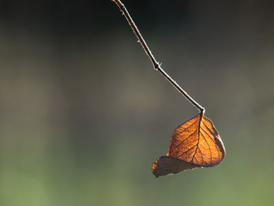 Hanging around the garden.
