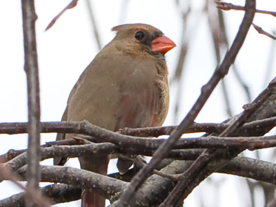  . . . but she was watching out for him from a nearby tree.