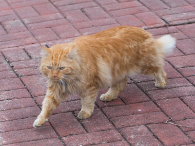 `Put down the camera and give me food!`