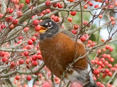 This robin and I spent a lot of time together, and while taking pictures I was unconcerned about the cold.