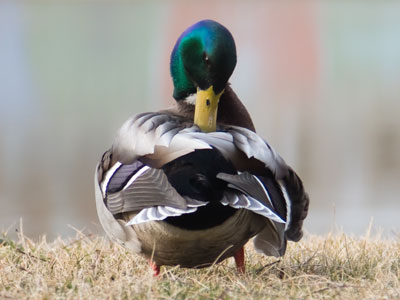 The groundhog was right:  spring has come early.